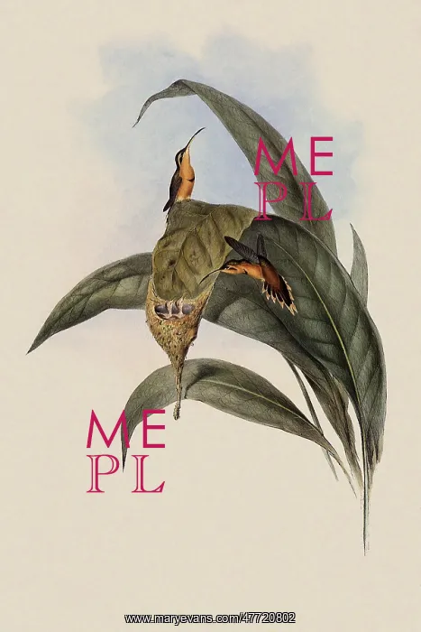 : Little Hermit, PhaEothornis Ermita : Little Hermit, PhaEothornis Ermita