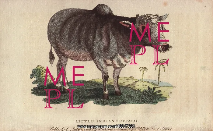 : Little Indian buffalo, Bos indicus : Little Indian buffalo, Bos indicus
