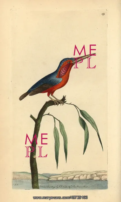 : Little kingfisher, Alcedo pusilla : Little kingfisher, Alcedo pusilla