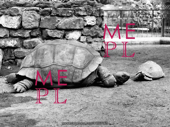 : LITTLE & LARGE TORTOISES : LITTLE & LARGE TORTOISES
