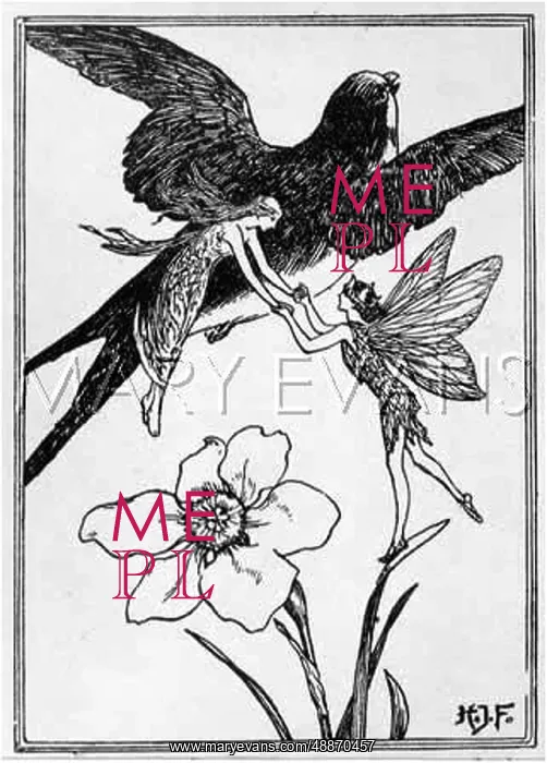: LITTLE MAIA & SWALLOW : LITTLE MAIA & SWALLOW