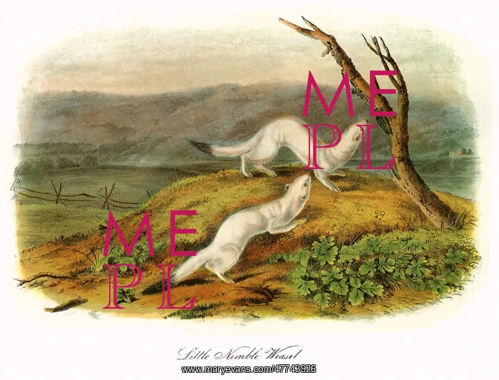  : Little Nimble Weasels