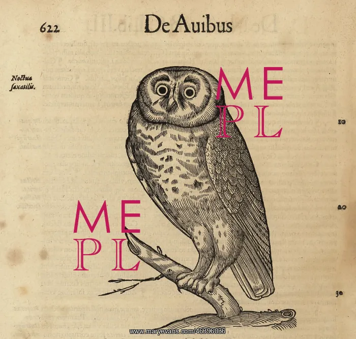 : Little owl, Athene noctua : Little owl, Athene noctua