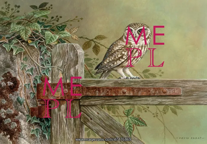  : Little Owl on a wooden gate