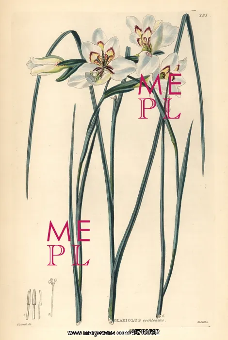 : Little painted lady, Gladiolus debilis : Little painted lady, Gladiolus debilis