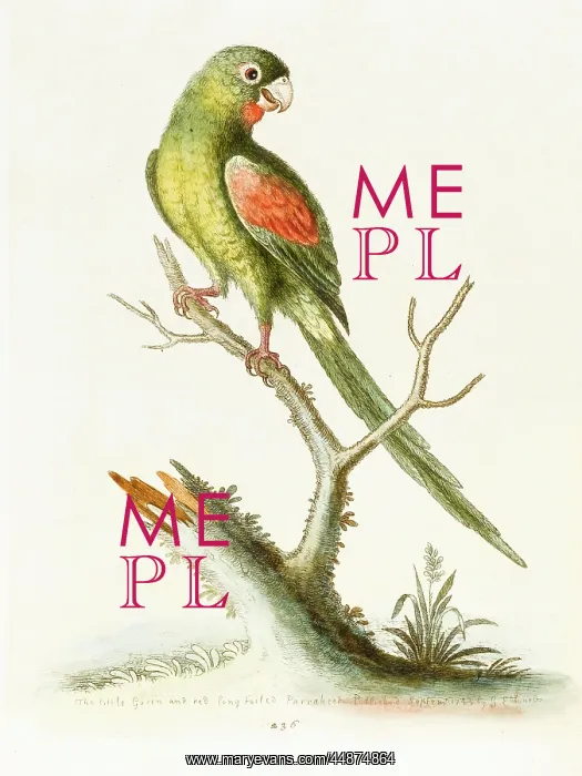  : The little red-winged parrakeet