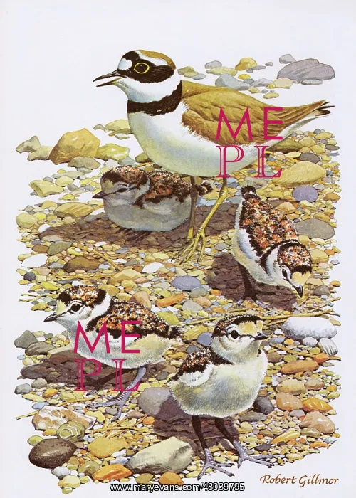 : Little Ringed Plover : Little Ringed Plover