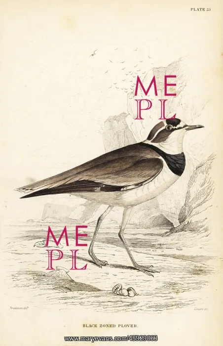 : Little ringed plover, Charadrius dubius curonicus : Little ringed plover, Charadrius dubius curonicus