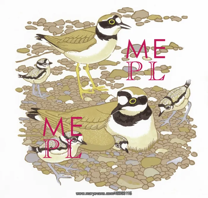 : Little Ringed Plovers : Little Ringed Plovers