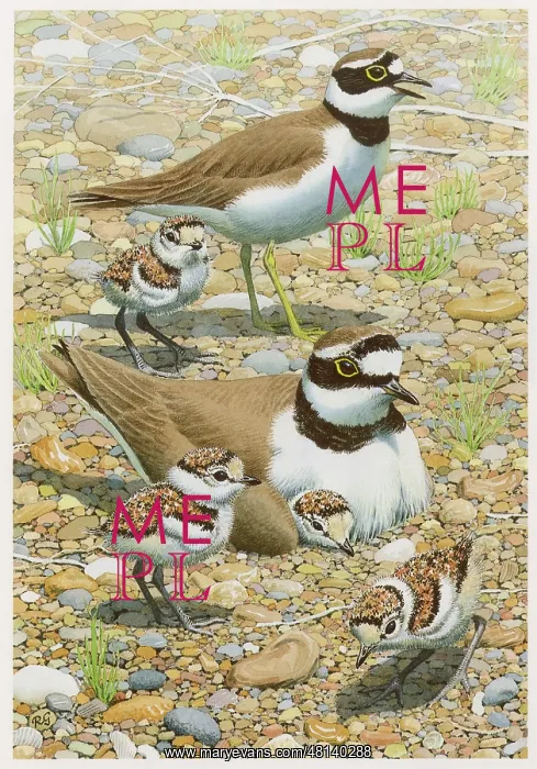  : Little Ringed Plovers