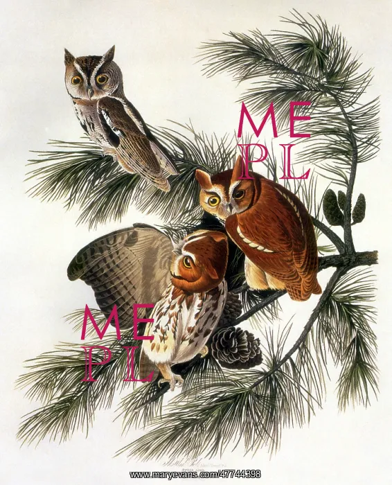  : Little Screech Owl (Otus Asio)
