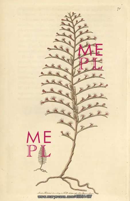 : Little seabristle, Plumularia setacea Small : Little seabristle, Plumularia setacea Small