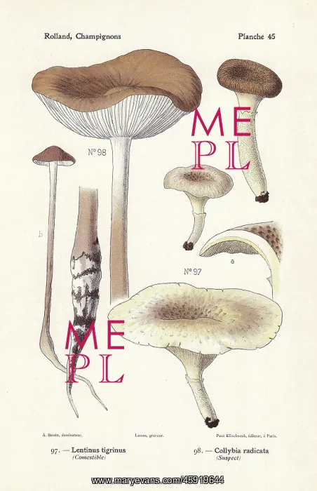 : Little shiitake and deep root mushroom : Little shiitake and deep root mushroom