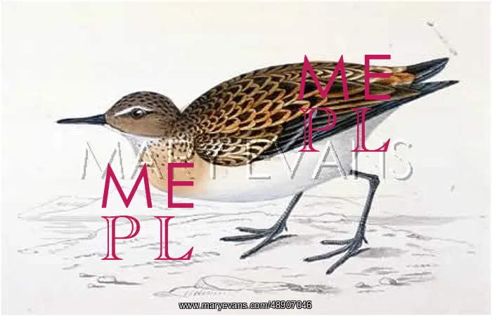  : LITTLE STINT (MORRIS)