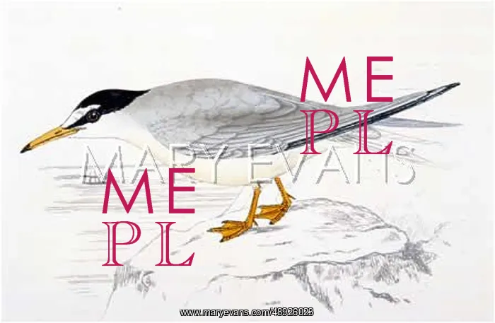  : LITTLE TERN (MORRIS)