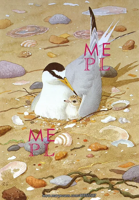 : Little Tern, Sterna albifrons : Little Tern, Sterna albifrons
