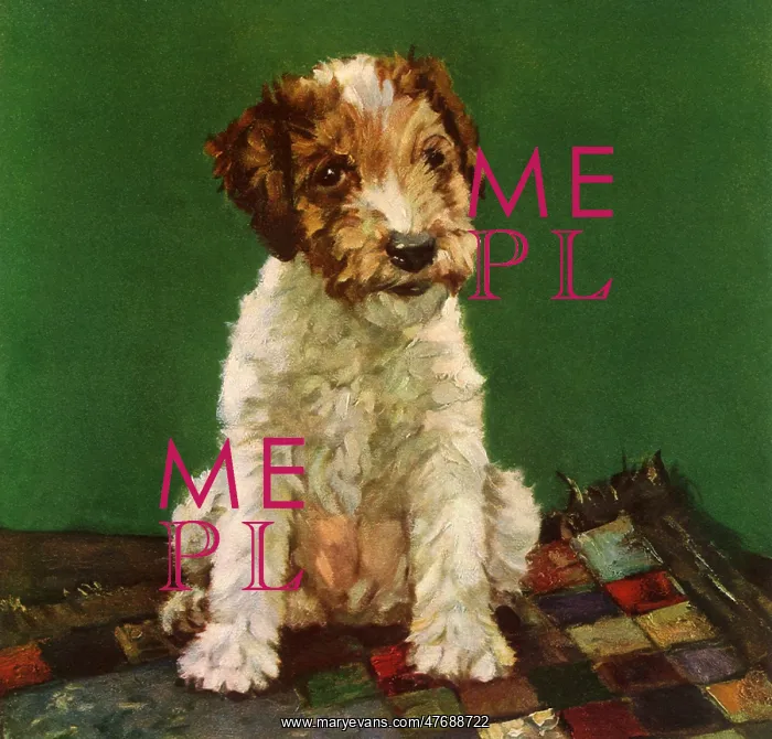  : A Little Terrier