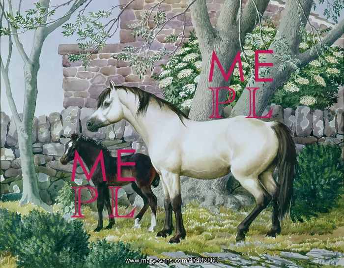 : The Little Welsh Mare : The Little Welsh Mare