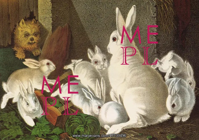 : My Little White Bunnies Receiving a Visitor : My Little White Bunnies Receiving a Visitor