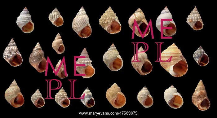 : Littorina sp. periwinkle : Littorina sp. periwinkle