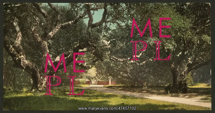  : Live oaks at Berkely College