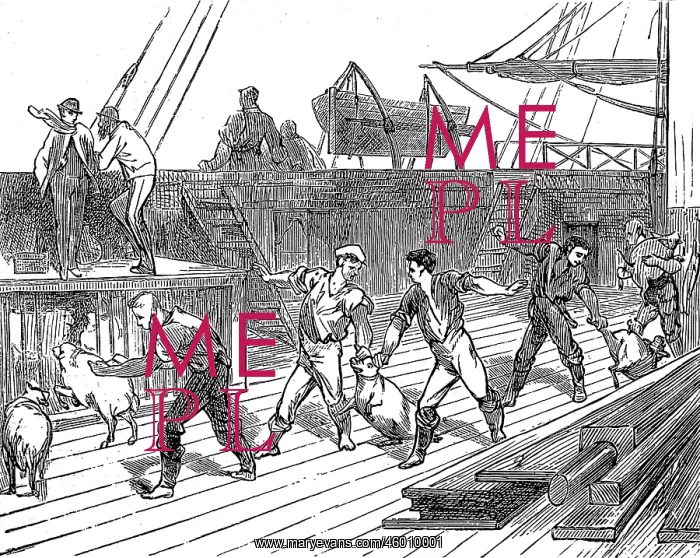 : Live Provisions on the deck of the emigrant ship, Indus : Live Provisions on the deck of the emigrant ship, Indus