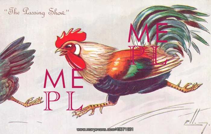 : Lively cockerel chasing hen : Lively cockerel chasing hen
