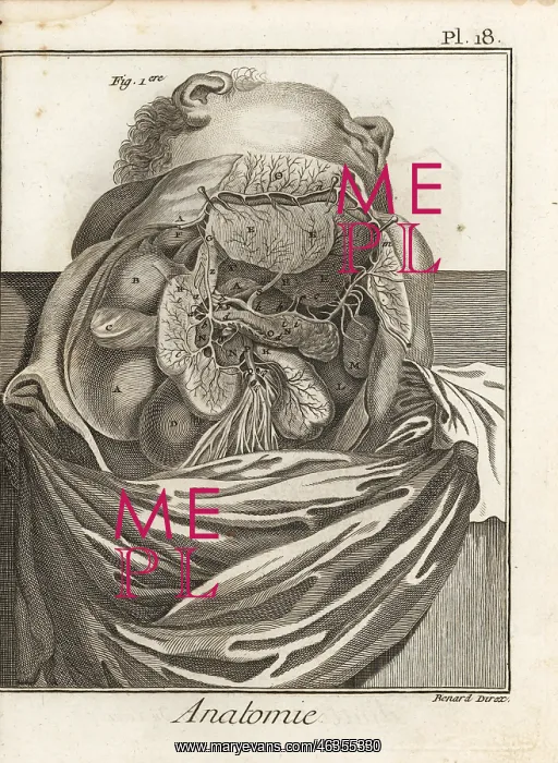 : Liver, duodenum, pancreas, and other organs : Liver, duodenum, pancreas, and other organs