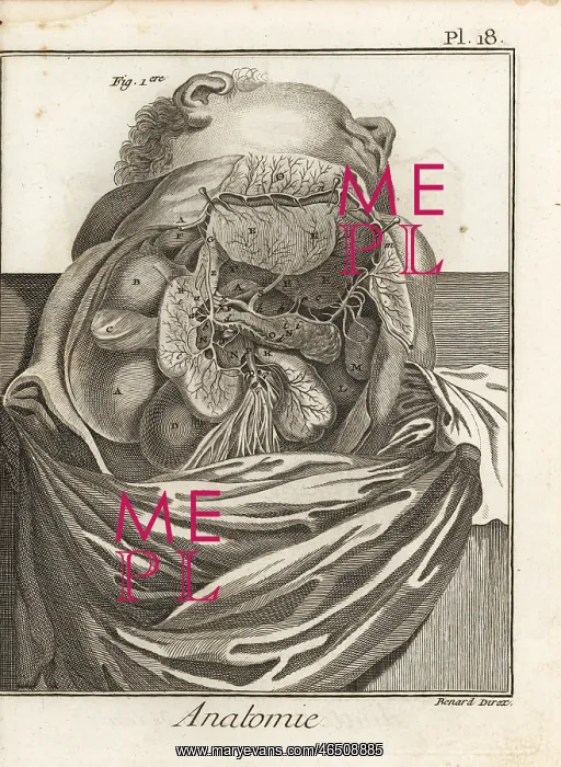 : Liver, duodenum, pancreas, and other organs : Liver, duodenum, pancreas, and other organs