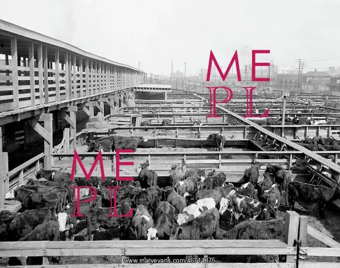 : Livestock - Animals - Cattle - Industry : Livestock - Animals - Cattle - Industry