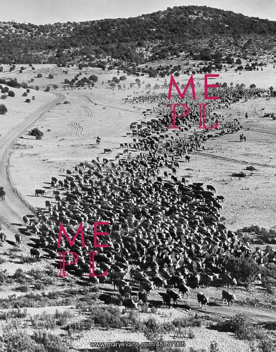 : Livestock in Argentina, approx. 1930 : Livestock in Argentina, approx. 1930