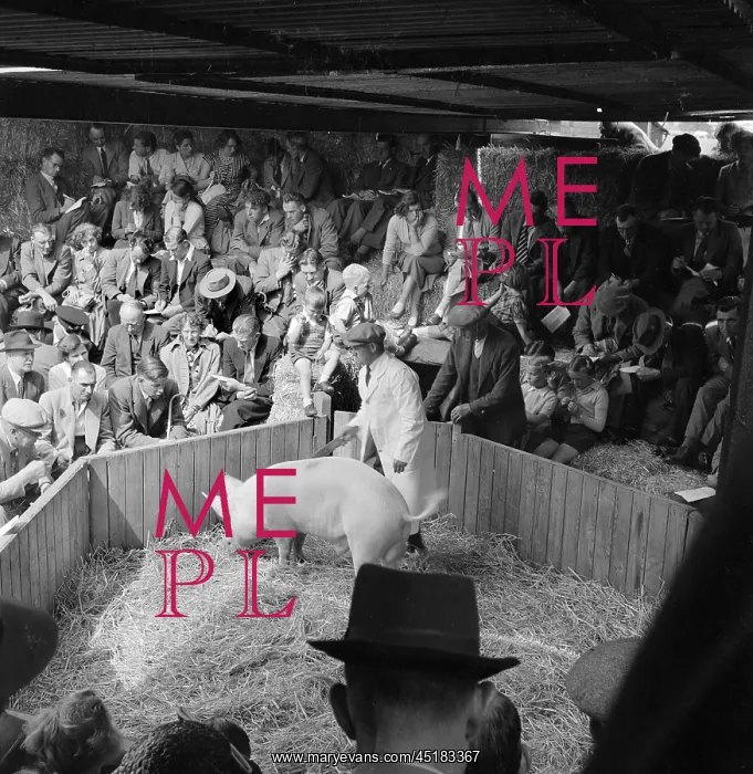 : Livestock Auction : Livestock Auction