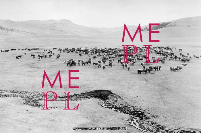 : Livestock breeding in Argentina, around 1930 : Livestock breeding in Argentina, around 1930