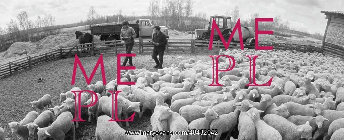 : Livestock Complex : Livestock Complex