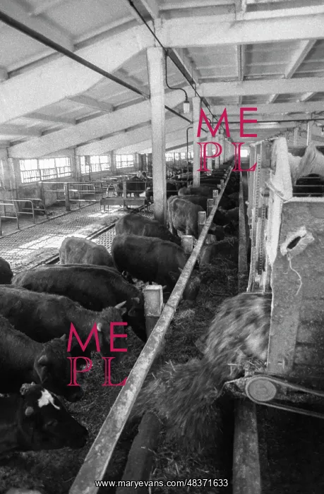 : Livestock farm : Livestock farm