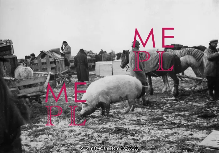 : Livestock is transported as part of the resettlement in : Livestock is transported as part of the resettlement in