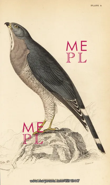 : Lizard buzzard, Kaupifalco monogrammicus : Lizard buzzard, Kaupifalco monogrammicus