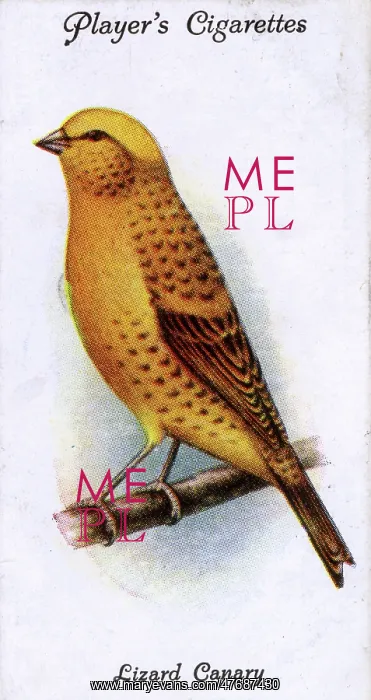  : Lizard Canary
