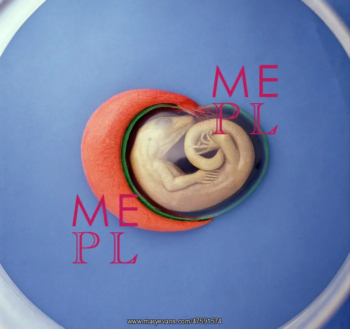 : Lizard embryo : Lizard embryo