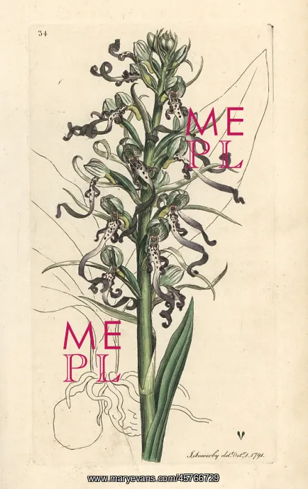 : Lizard orchid, Himantoglossum hircinum : Lizard orchid, Himantoglossum hircinum
