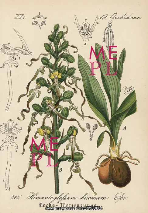 : Lizard orchid, Himantoglossum hircunum : Lizard orchid, Himantoglossum hircunum