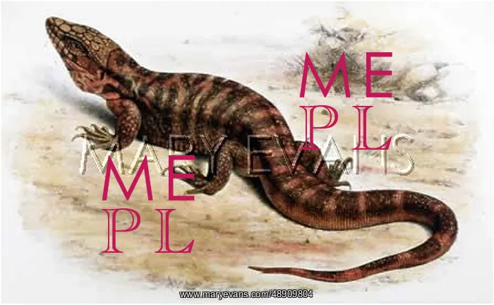 : LIZARD - RED TEGU : LIZARD - RED TEGU