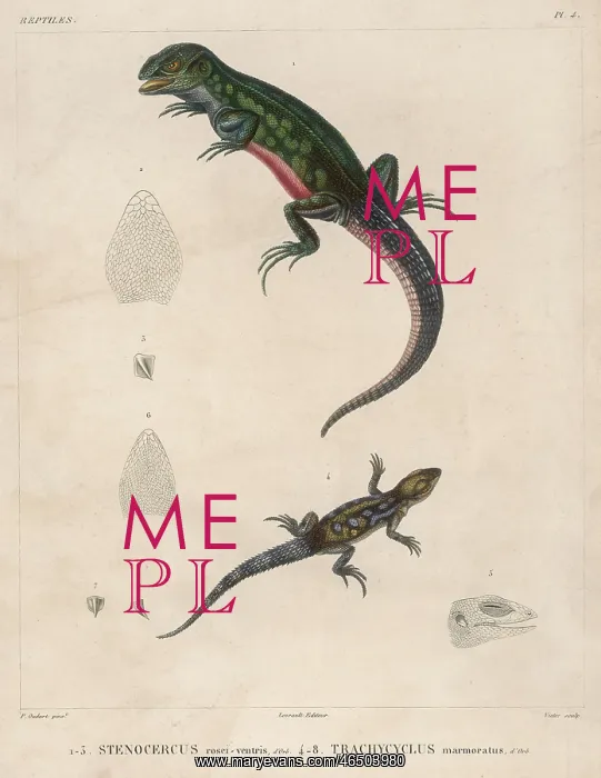 : Two Lizard Species : Two Lizard Species