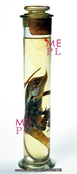 : Lizard specimen held in the Darwin Centre : Lizard specimen held in the Darwin Centre