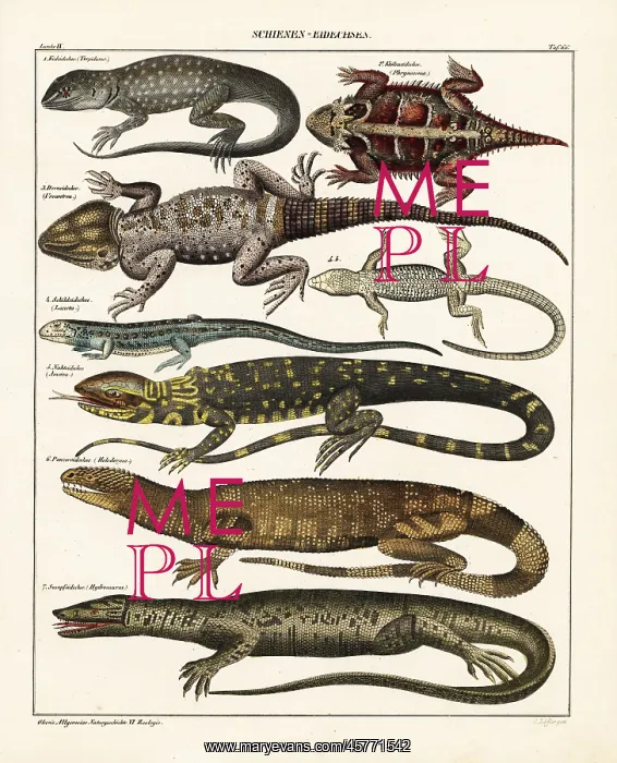 : Lizard varieties : Lizard varieties