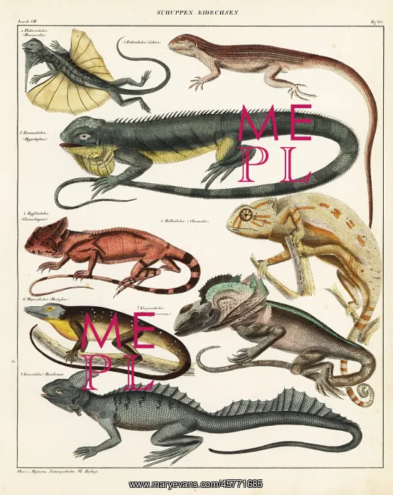 : Lizard varieties : Lizard varieties