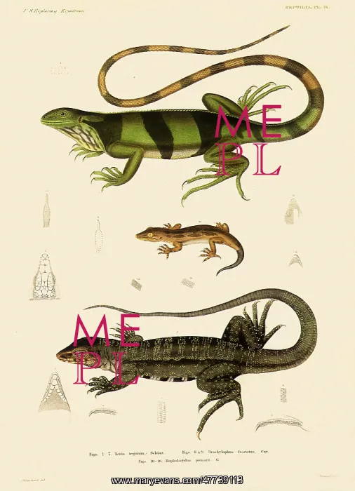  : Lizards