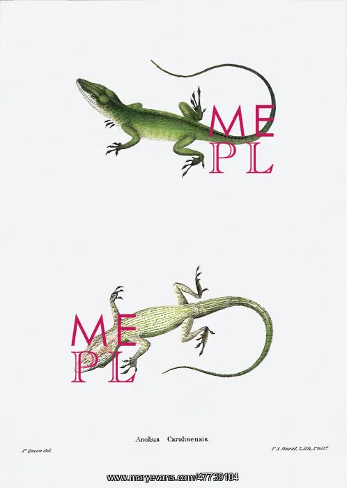  : Lizards. Anolius Carolinensis
