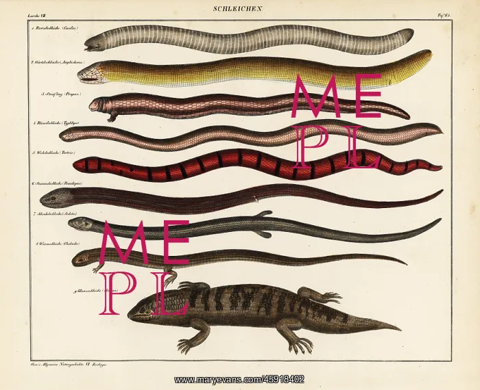 : Lizards and skinks : Lizards and skinks