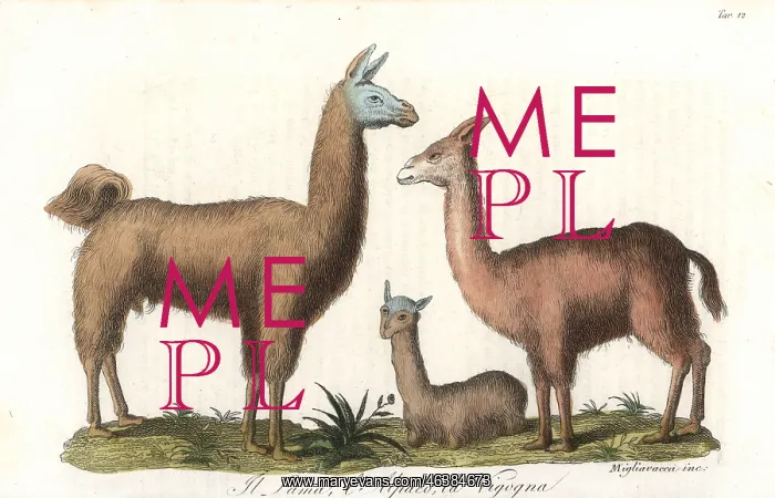 : Llama, alpaca, and vicuna : Llama, alpaca, and vicuna